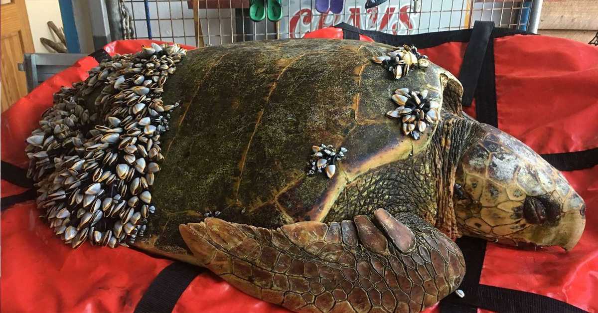 Kalastaja löytää vedestä kelluvan kilpikonnan, joka peittää koko ruumiin