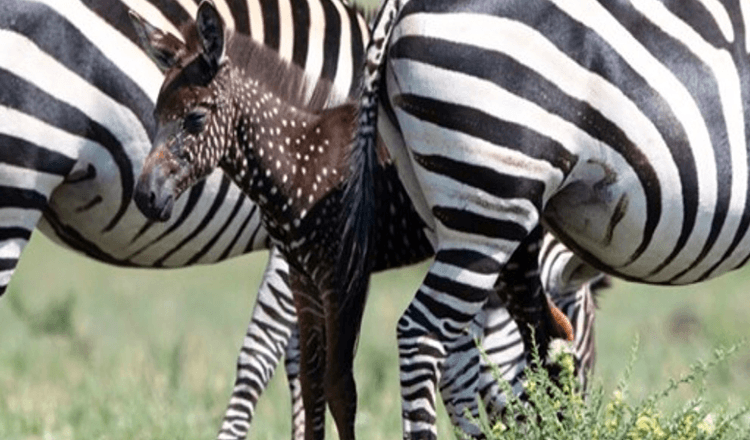 Baby Zebra on syntynyt pisteillä raidkojen sijaan – ensimmäistä kertaa tallennettuna (+8 kuvaa)