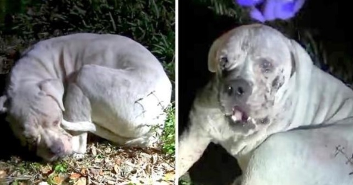 Sick Dog Dumped In Deserted Wetland Sees A Light Flashing Päällään ja Katsoo ylös