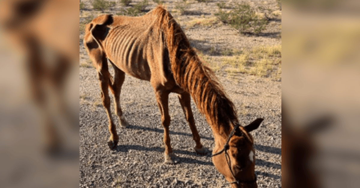 Laihtunut kilpahevonen hylätty erämaassa, pelastuseläinten pelastusryhmä Arizonassa