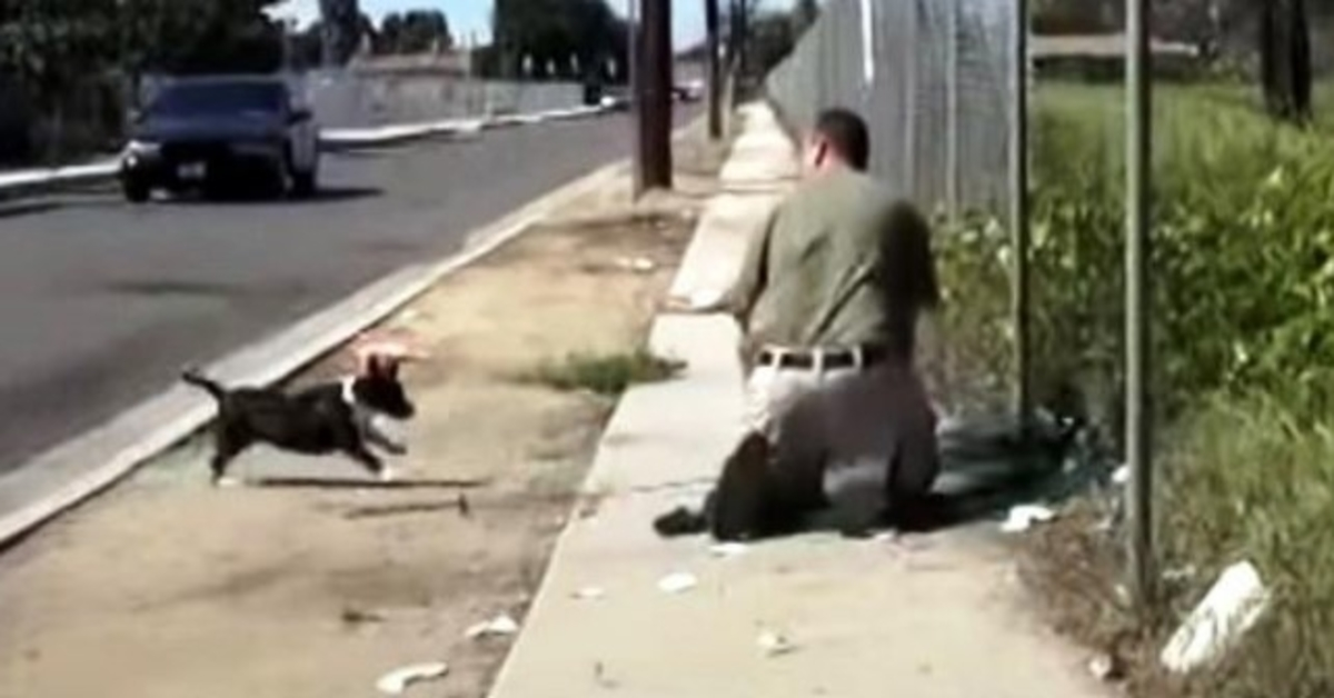 Stray Mama Dog Freaks Out Kun hän Sees A Man ansoja hänen ainoan pentunsa verkkoon