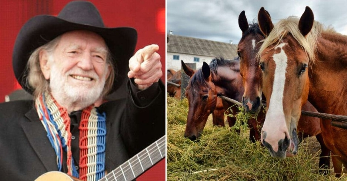 Willie Nelson pelasti 70 hevosta teurastamosta päästäkseen ne vaeltamaan vapaasti Texasin karjatilallaan