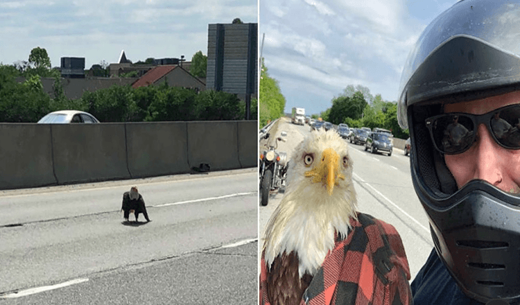 Guy Sees A Bald Eagle Caugt In Traffic Ja pelastaa hänen henkensä