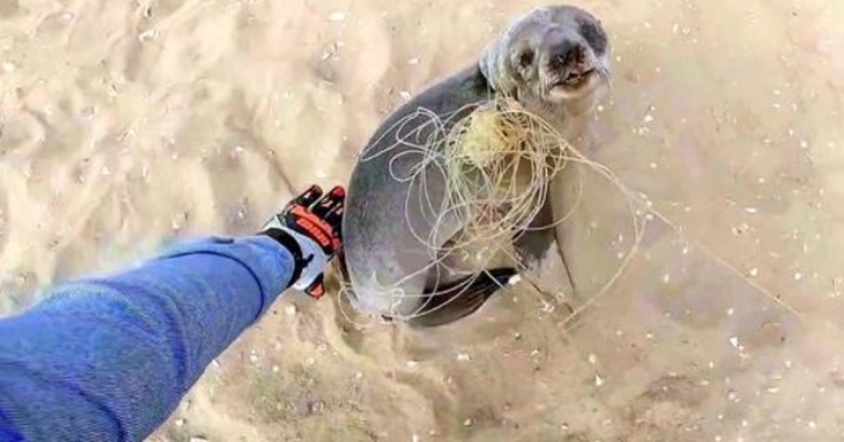 Baby Seal lakkaa kiittämään pelastajiaan hänen vapauttamisestaan ennen kuin hän palasi perheeseensä