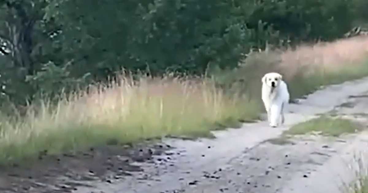 He menettävät toivonsa löytää lemmikkinsä, kun iso valkoinen koira ilmestyy tielle