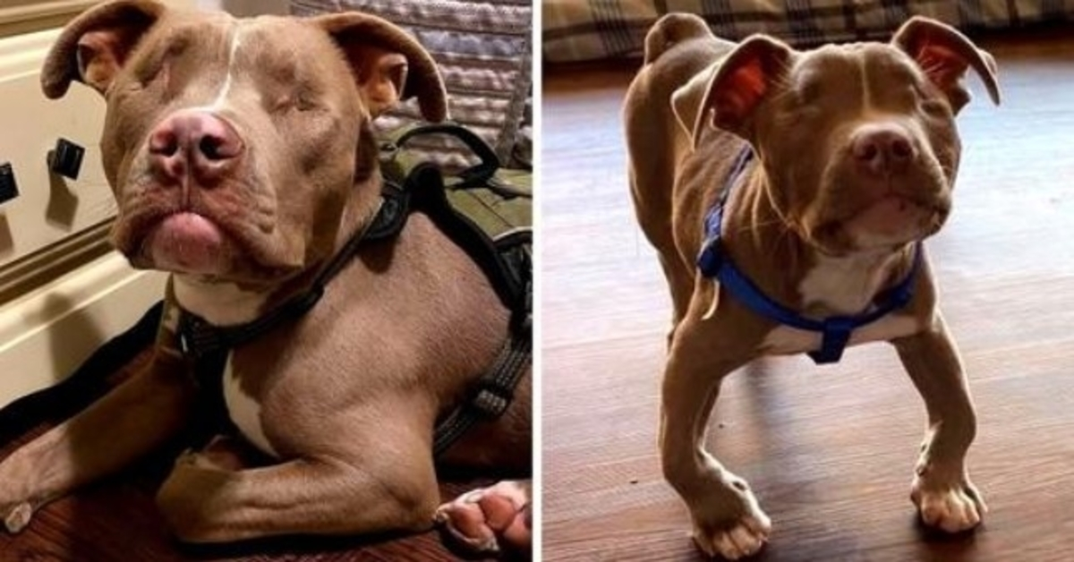 Perhe adoptoi sokean vammaisen pitbull-pennun, ja hän suihkuttaa niitä loputtomalla rakkaudella