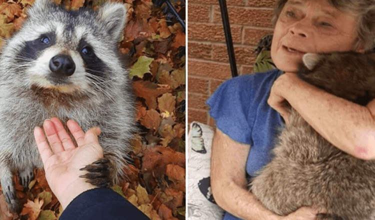 Raccoon vierailee naisen luona, joka pelasti hänet 3 vuotta myöhemmin