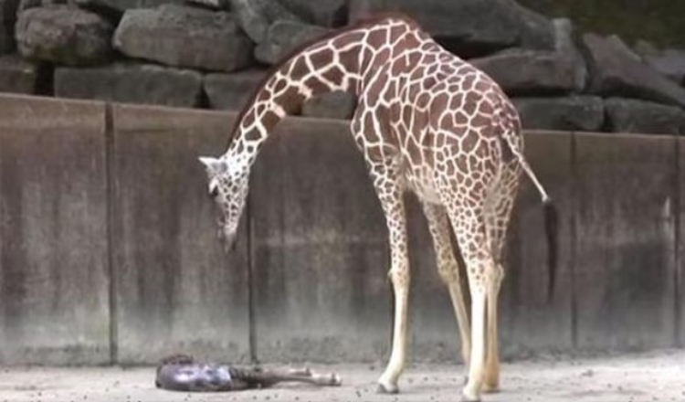 Mama Giraffe katsella kaikkia elämänmerkkejä uupuneessa vastasyntyneessä vauvassaan