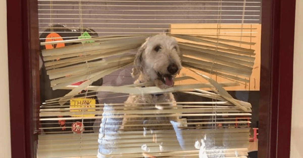 Labradoodle seuraa lapsia kouluun, sitten perhe saa hänen valokuvansa rehtorin toimistossa