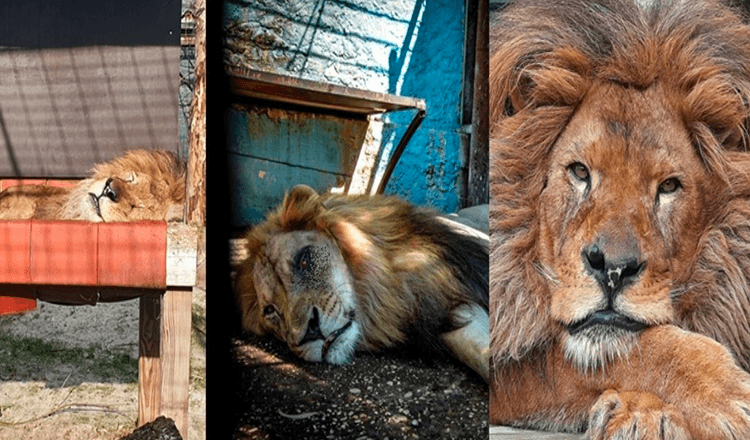 Asui maailman pahimmassa eläintarhassa, Lion Bob pelastettiin / Nyt hänellä on ruokaa ja he rakastavat häntä