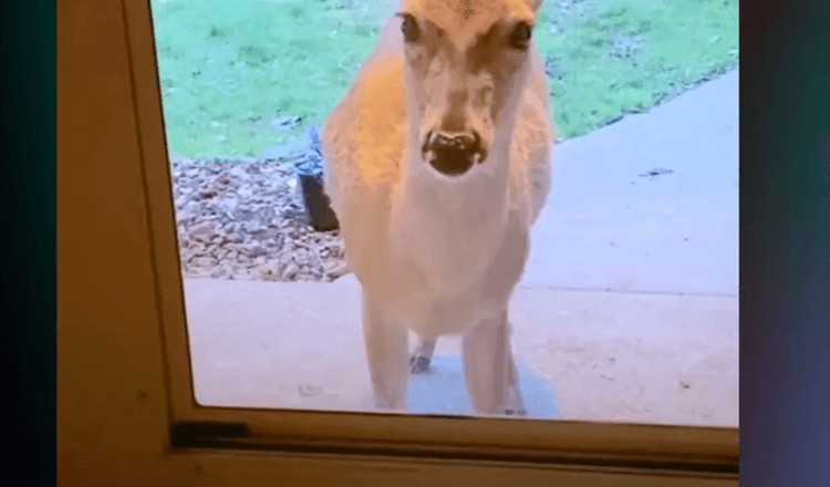 Mama Deer “koputtaa” ovelle näyttääkseen uusia vauvojaan parhaalle ystävälleen