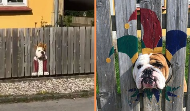 Nainen maalaa aidan uteliaalle bulldogille – Passerby’s Find It Hilarious