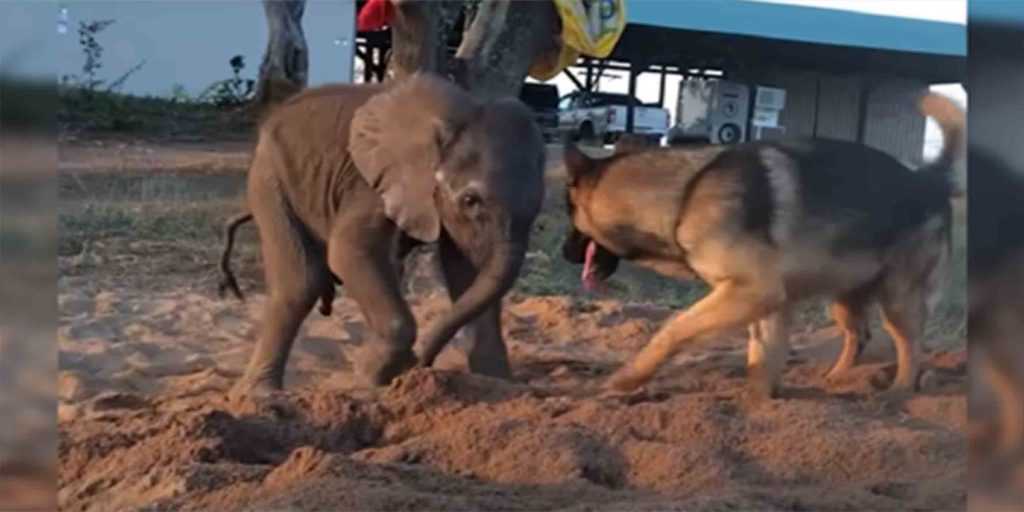 Forelorn Baby Elephant -laumasta valettu sairaus kohtaa koiran, joka muuttaa kaiken