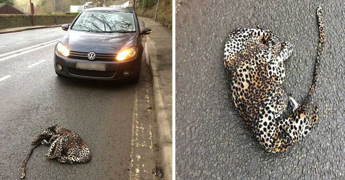 Mies pysäytti autonsa peläten auttaakseen tiellä makaavaa loukkaantunutta leopardia