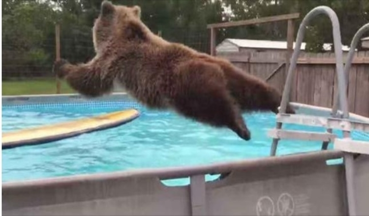 Grizzly Bear Belly putoaa suoraan altaaseen, kääntyy sitten ympäri ja hymyilee kameralle valtavasti