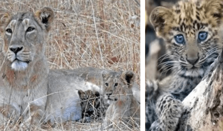 Lioness-äiti adoptoi sairaan leopardinvauvan ja kasvattaa omakseen