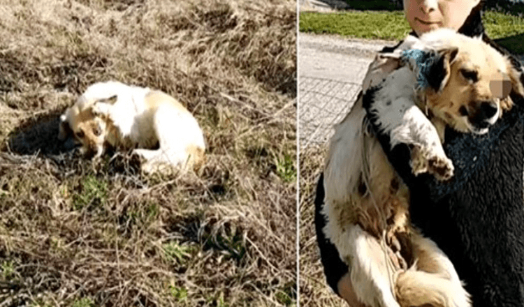 Hyökkääjän sokaistamana hän ojensi tassuaan ja pyytää naista ottamaan pois loukkaantumisen