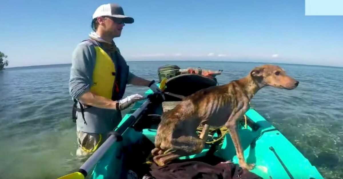 Mies pelastaa nälkään näkevän koiran yksin syrjäisellä saarella ja tuo hänet kotiin