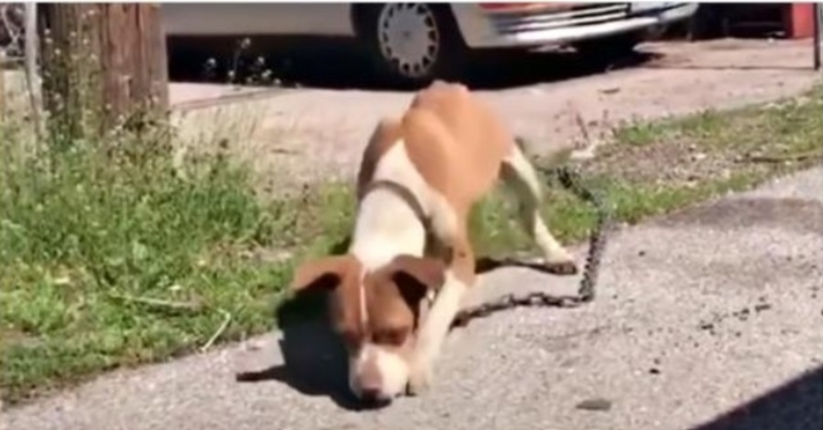 Stray vetää hänen laiha ruumiinsa ympäriinsä ketjun kanssa, joka on tarpeeksi raskas vetääkseen autoa