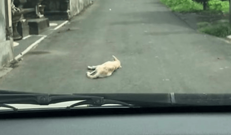 Auto vetää ylös Koiran päälle, joka makaa liikkumattomana keskellä tietä