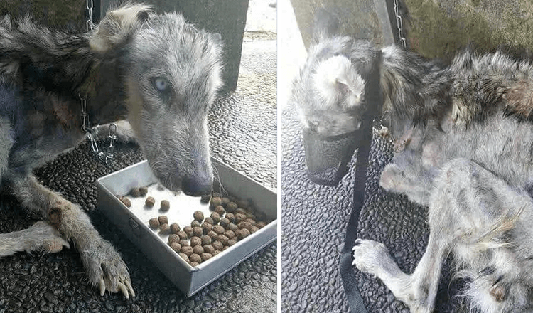 Kaveri löytää hylätyn ihon ja luut Huskyn ja auttaa sitä toipumaan