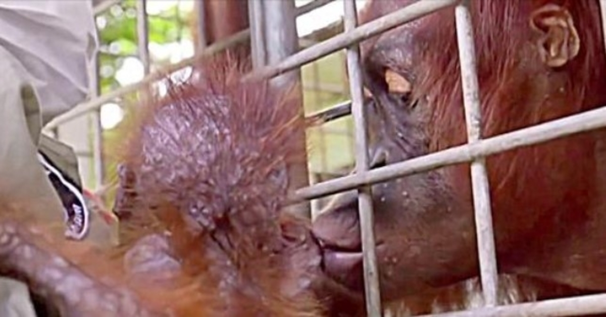 Työntekijät puhkeavat kyyneliin, kun äiti orangutan tapaa siepatun vauvansa