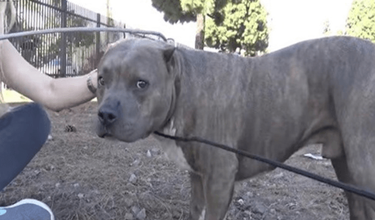 Loukkaantunut Pit Bull huutaa ja vinkua kivusta, kun pelastajat lähestyvät ja pelastavat hänet junaraiteilta