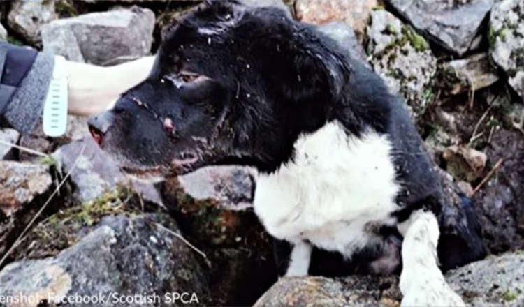 Elävinä kivikasan alta löydetty bordercollie adoptoi hänet