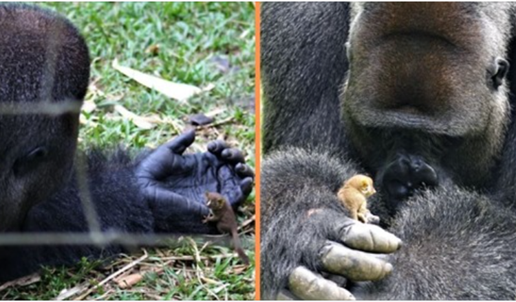 Valtava gorilla muodostaa sydäntä lämmittävän ystävyyden pienen pensasvauvan kanssa